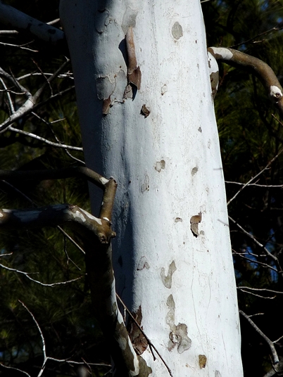 {Platanus occidentalis}